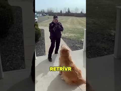Zlatý Retrívr Nepustil Doručovatele Pryč: Důvod Vás Dojme! #shorts