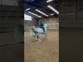 Cheval à vendre Hongre 10 ans Z 1m75 par Copy Cat Z