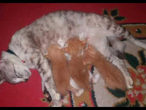 My Uncle's cat 😻😻 (read description)