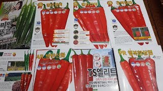 2020년 새해 내밭에 노지나 하우스에 어떤 고추품종을 선택해야할까요?(탄저병,칼라병,역병,바이러스,석회결핌…