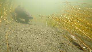 Best Underwater Fishing Moments of 2017!!! (Compilation)