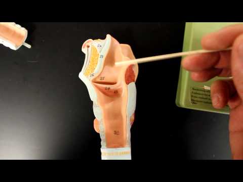 RESPIRATORY SYSTEM ANATOMY: Bronchial tree-air flow from the layrnx to the bronchioles model