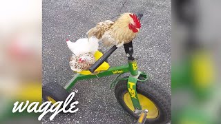 Miniature vidéo