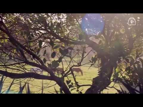 Coudelaria de Santa Margarida - Apresentação