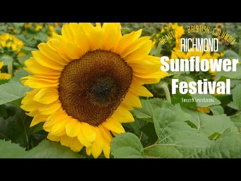 download lagu mp3 mp4 Sunflower Festival, download lagu Sunflower Festival gratis, unduh video klip Sunflower Festival