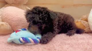 トイプードルの動画01