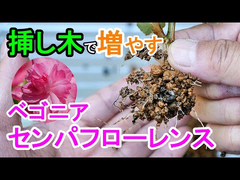 ベゴニアの花を咲かせるにはどうすればよいですか？栽培方法、開花、手入れのヒント  庭園