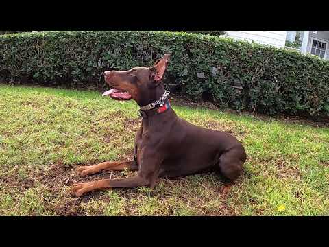 Kona in the OC in October 2023