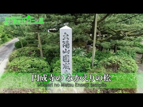 17 円成寺のみかえりの松