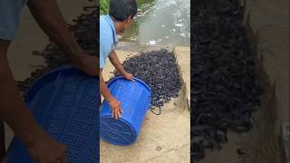 Download lagu RELEASING THOUSANDS OF CATFISH INTO THE RIVER GAES 😱😱😱🥳🥳🥳 #fish #release mp3