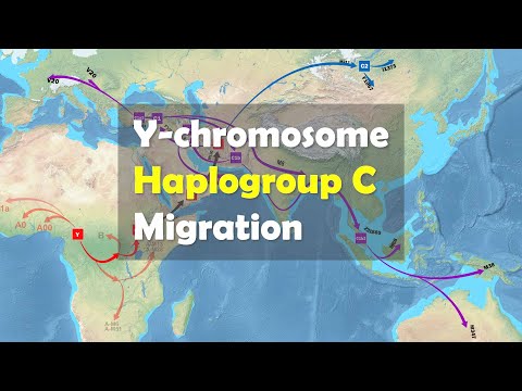 What is the migration route of modern humans with Y-chromosome haplogroup C?