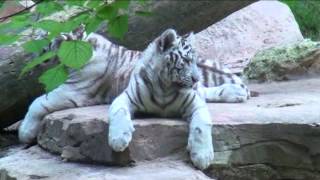 preview picture of video 'Les bébés tigres blancs de Beauval'