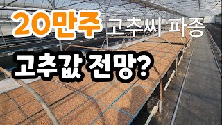 20만주 고추씨 파종 고추값 전망은?
