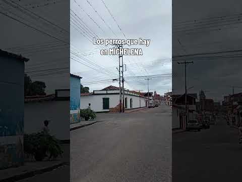 mirá que perro tan raro hay en #Michelena #Tachira