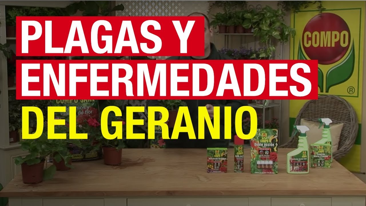 Plagas y enfermedades del geranio - COMPO Jardinería