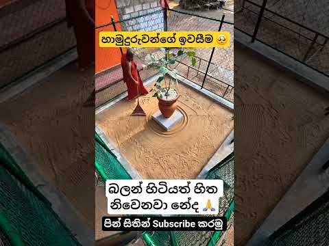 දැක්කත් හිත නිවෙනව නේද 🥺🙏 #buddha #banakatha #pirith #shorts #viral #shorts #shortfeed