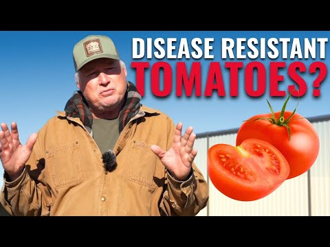 Tomato Growing Secret