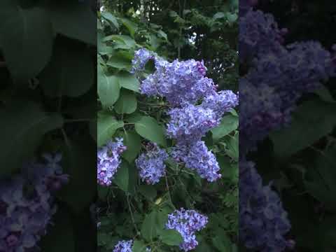 Veckans uppdrag - Adjektiv i naturen