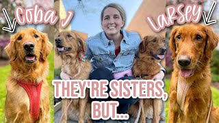 Comparing My Sibling Golden Retrievers | Golden Retriever Sisters - How Different Are They?