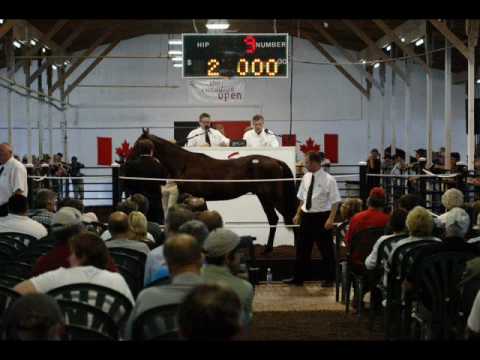 M.C. Horses