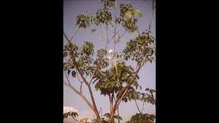 Primavera - Los hermanos