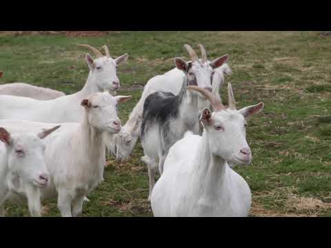 Reč struke ep. 221 22.11.2018. NAJAVA