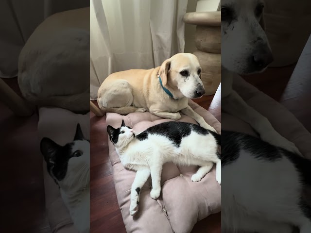 Vídeo relacionado con lionto Cama para Perros con cojín Reversible y Base Antideslizante, cojín para Mascotas con Entrada Baja para Perros y Gatos, 50x37 cm, cojín para Perros Acogedor, marrón/Beige