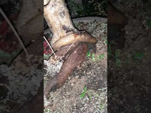 mai rừng sau 1 năm trồng