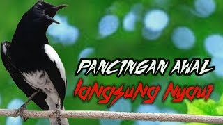 Download lagu Terapi pancingan kacer, suara kacer ngeplong, masteran kacer durasi panjang Berjam jam, ampuh! mp3