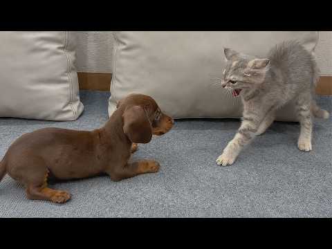 YouTube 썸네일
