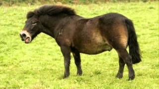 NEW YOUNG PONY CLUB - ICE CREAM EP - DESCEND