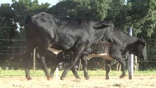 Vídeo 76 - 42º LEILÃO DA TRADIÇÃO | GADO GIROLANDO E HOLANDÊS HVB