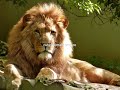 The Lion King Lion King Status Lion Status Lion WhatsApp Status Tamil King Status For WhatsApp