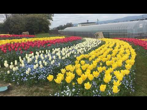 Beautiful flowers @umami park