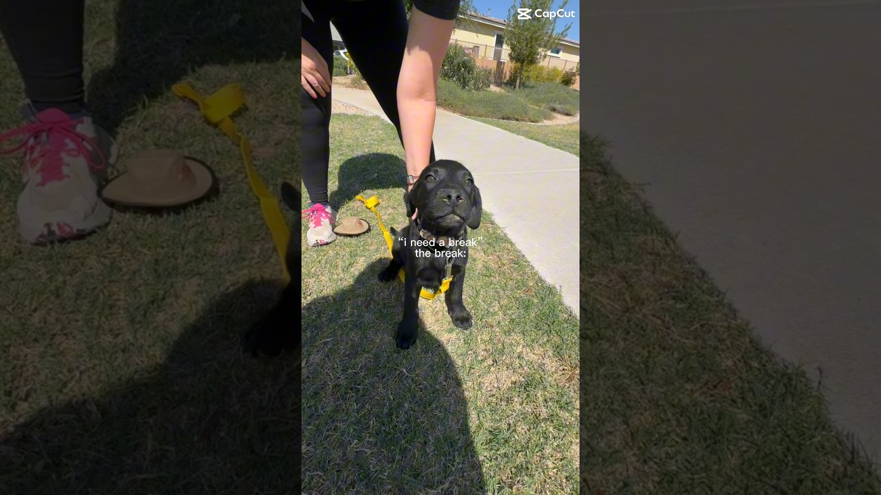 Enlarge PEANUT PUP, a ADOPTABLE mixed breed in Queen Creek, AZ video 4/6