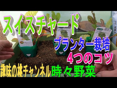 園芸 スイスチャード、スイスチャード、ペリー