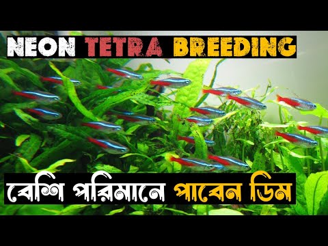 How to breed Neon tetra easily step by step.বাড়িতে বসে ব্রিডিং করুন খুব সহজে।