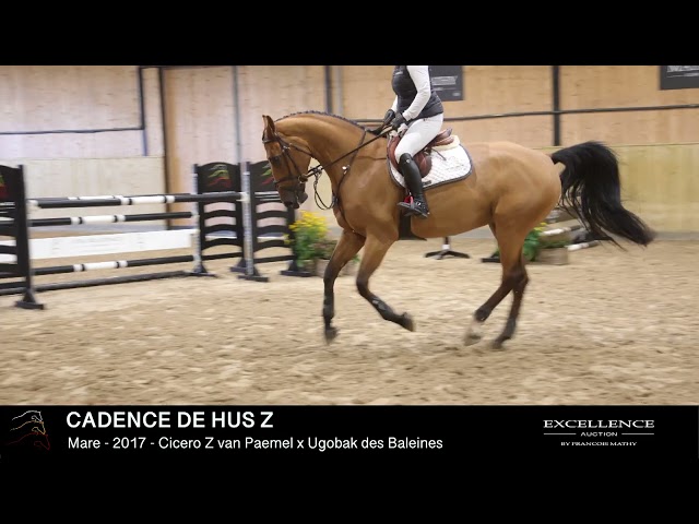 CADENCE DE HUS Z - Model & dressage