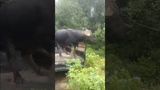 Junior mau di jinak kan