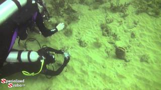 preview picture of video 'SCUBA diving Mt Irving Wall - Tobago'