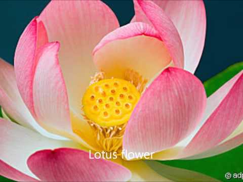 Lotusblume  (Original) - Die Flippers