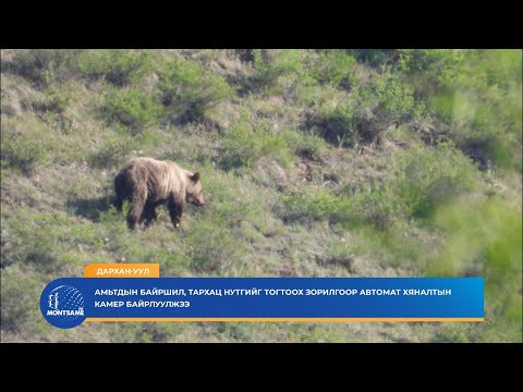 ДАРХАН-УУЛ: Амьтдын байршил, тархац нутгийг тогтоох зорилгоор автомат хяналтын камер байрлуулжээ