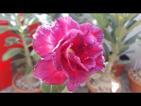 Адениум цветет! Не то, но красиво! ))