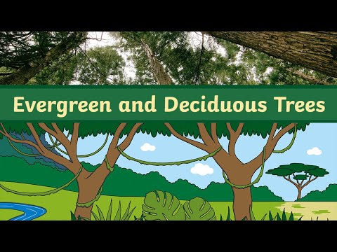 Evergreen and Deciduous Trees | KS1 Science | Twinkl kids tv