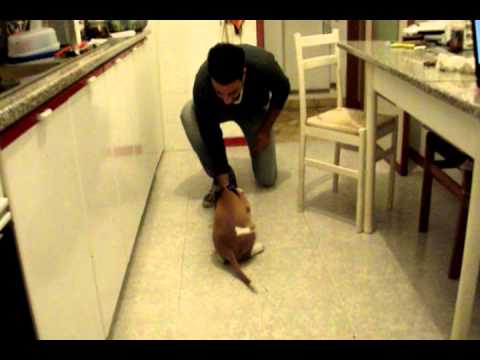 Ha bevuto i vermi di decarice non sono partiti Come capire quel gattino i vermi