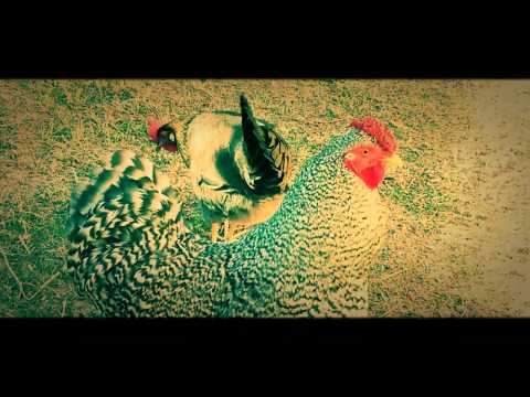 The rooster strut.