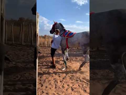 Falcão 🦅:                           festa do vaqueiro em Santa Rosa do Piauí, corrida de cavalos 🐎