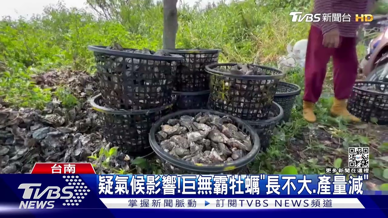 產量減!自助餐蚵仔「每顆15元」 民眾喊貴
