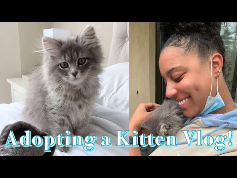 I GOT A KITTEN! | THE FIRST FEW DAYS, ADOPTION STORY, NAME REVEAL