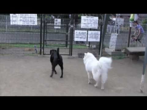 サモエド・マーシャ　いつものドッグラン20100612